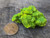 Lamellar Autunite / Meta- Autunite Crystal  - Fluorescent Uranium Ore, 30 Grams