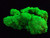 11 Gram Lamellar Autunite Crystal  formation under 365nm UV light