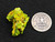 11 Gram Lamellar Autunite Crystal formation under outdoor light  size comparison to silver quarter bottom view
