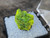 3.6 Gram Autunite Crystal in Perky Box  under outdoor light