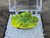 3.6 Gram Autunite Crystal in Perky Box  under outdoor light