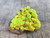 Lamellar Autunite / Meta-Autunite on Matrix ~ Fluorescent Uranium Ore,  30 Grams