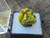 Autunite Crystal in Perky Box, 7 Grams – Fluorescent Uranium Ore