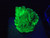 Autunite Crystal in Perky Box, 7 Grams – Fluorescent Uranium Ore