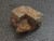 61 Gram Galena Crystal on display under indoor light