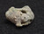 Trinitite (Atomic Bomb Glass),  Trinity Site, New Mexico, July 16, 1945 - 3.1 Grams