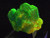 Lamellar Autunite Crystal under 365nm UV light