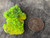 10.7 Gram Autunite Crystal Formation under outdoor light size comparison to copper penny top view