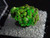 4.8 Gram Autunite Crystal in Perky Box under 365nm UV light