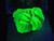 Autunite Crystal in Perky Box, 6 Grams – Fluorescent Uranium Ore under uv light
