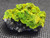 21 Gram Autunite on Quartz under indoor light