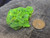 30 gram Lamellar Autunite Crystal Formation under outdoor light size comparison to copper penny