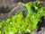 Autunite on Matrix Cabinet Specimen ~ Fluorescent Uranium Ore under outdoor light showing brilliant daytime fluorescence