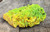 40-gram lamellar autunite crystal formation on display under outdoor light