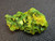 15 Gram Autunite Crystal Formation under indoor light