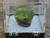 4.8 Gram green Lamellar Autunite Crystal displayed in Perky Box under outdoor light