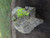 Autunite on Matrix Cabinet Specimen ~ Fluorescent Uranium Ore under outdoor light