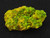 Lamellar Autunite Crystal - Fluorescent Uranium Ore, 25 Grams under indoor light