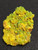 Lamellar Autunite Crystal - Fluorescent Uranium Ore, 25 Grams under indoor light