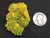 Lamellar Autunite Crystal - Fluorescent Uranium Ore, 25 Grams under indoor light size comparison to quarter coin heads
