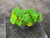Lamellar Autunite Crystal in Perky Box, 3.6 Grams – Fluorescent Uranium Ore under outdoor light