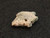 Trinitite (Atomic Bomb Glass), Trinity Site, New Mexico, July 16, 1945 - 1.6 Grams