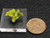 similar size comparison to a penny