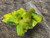 one gram autunite crystal under outdoor light