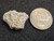 Trinitite (Atomic Bomb Glass), Trinity Site, New Mexico, July 16, 1945  size comparison front