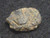 Uraninite - Deer Park Mine, North Carolina, USA - 2.1 Grams under indoor light