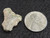 1.5 gram Trinitite specimen displayed under indoor light size comparison to copper penny top view