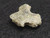1.1 Gram Trinitite sample displayed under indoor light