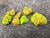 7 Piece Autunite Lot under outdoor light demonstrating daytime fluorescence