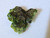 black and green Torbernite under indoor light
