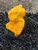 bright orange Curite professionally mounted