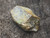 tan Gadolinite-(y)  crystal on display under outdoor light