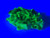fluorescent green 390mg autunite crystal under UV light