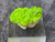very bright fluorescent green autunite under outdoor light