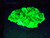 very bright fluorescent green autunite under 3654nm UV light