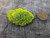 Autunite on Quartz – Fluorescent Uranium Ore