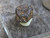 Davidite-(Ce), Petaca Mining District, New Mexico, USA under outdoor light