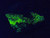 dim green fluorescence from 365nm UV light exposure on both specimens