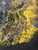 Close in view showing moderate bright yellow globules of bayleyite