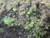 close in view showing bright green Andersonite globules & dark green Schröckingerite spatters on Sandstone under outdoor light