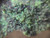close in view showing bright green Andersonite globules & dark green Schröckingerite spatters on Sandstone under outdoor light