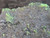 close in view of bright yellow Andersonite globules & drab green  Schröckingerite spatters  on Sandstone D-Day Mine, UT under outdoor light