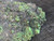 close in view of bright yellow Andersonite globules & drab green  Schröckingerite spatters  on Sandstone D-Day Mine, UT under outdoor light