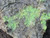 Close in photo showing Bright yellow Andersonite globules  & sparse dark green Schröckingerite  spatters on grainy Sandstone matrix under outdoor light