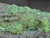 Close in in view showing bright yellow Andersonite globules and dark green Schröckingerite spatters on grainy sandstone under outdoor light