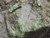 close in view showing Bright yellow Andersonite globules, few green Schröckingerite spatters  and white Metamunirite  globules on grainy sandstone matrix under outdoor light